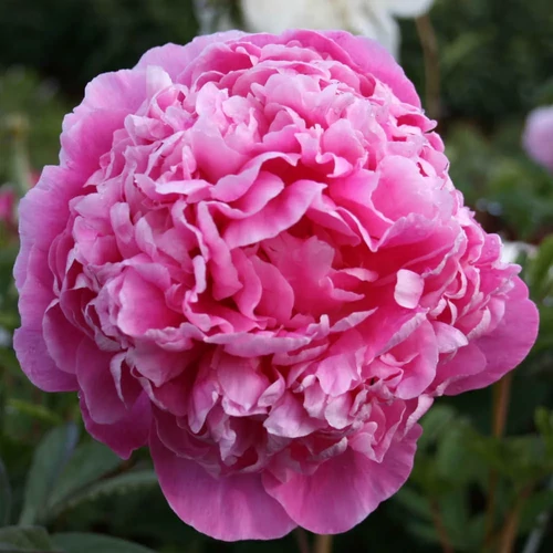 Bazsarózsa illatos rózsaszín - Paeonia lactiflora 'Jacorma' 30/40cm K3l