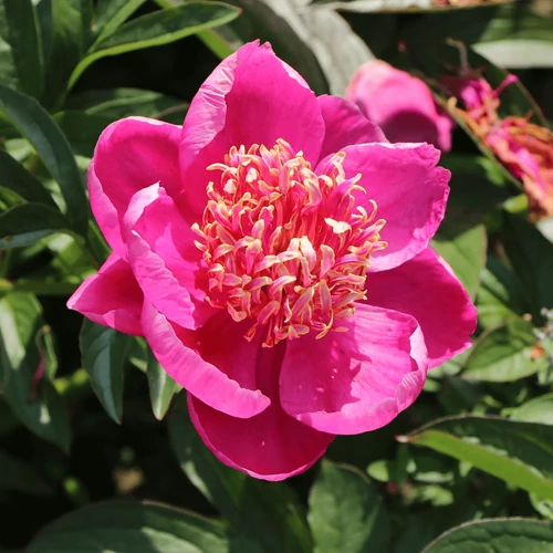 Bazsarózsa illatos pink - Paeonia lactiflora 'Neon' 30/40cm K3l