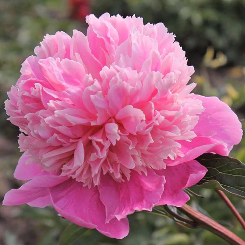 Bazsarózsa illatos rózsaszín - Paeonia lactiflora 'Noémi Demay' 30/40cm K3l