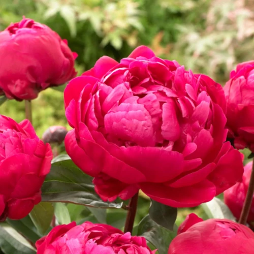 Bazsarózsa illatos pirosas rózsaszín - Paeonia lactiflora 'Red Sarah Bernhardt' 30/40cm K3l