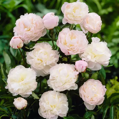 Bazsarózsa illatos krémfehér-halvány rózsaszín - Paeonia lactiflora 'Shirley Temple' 30/40cm K3l