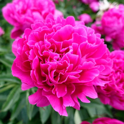 Bazsarózsa illatos rózsaszín - Paeonia lactiflora 'Victorie de la Marne' 30/40cm K3l