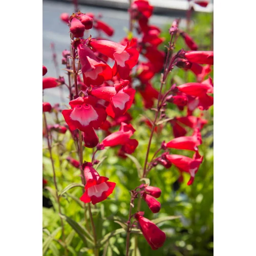 Bugatölcsér piros-fehér - Penstemon 'Rubicunda' 20/30cm K14cm