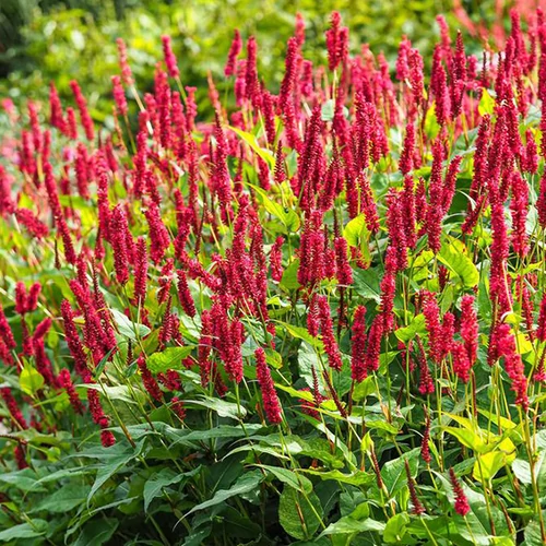 Keserűfű szárölelő pirosas rózsaszín - Persicaria amplexicaulis 'JS Calor' 20/30cm K14cm