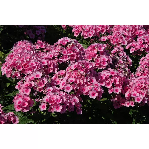 Lángvirág rózsaszín - Phlox x arendsii 'Babyface' 20/30cm K14cm