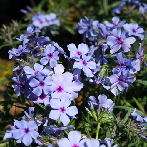 Phlox divaricata 'Chattahoochee'