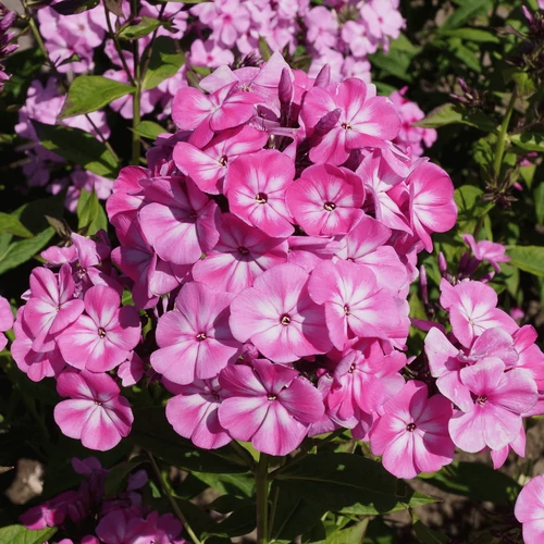Lángvirág bugás rózsaszín-fehér - Phlox paniculata 'Anastasia' 20/30cm K14cm