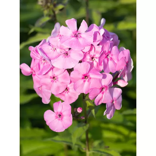 Lángvirág bugás rózsaszín - Phlox paniculata 'Minnehaha' 20/30cm K14cm