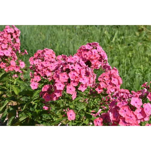 Lángvirág bugás rózsaszín - Phlox paniculata 'Spitfire' 20/30cm K14cm