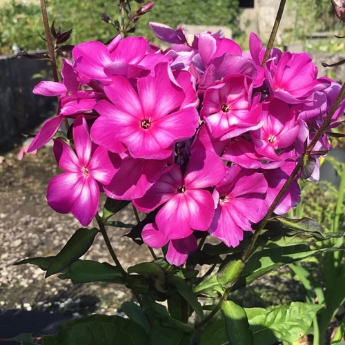 Lángvirág bugás sötét rózsaszín-fehér - Phlox paniculata 'Sweet Summer Surprise' 20/30cm K14cm