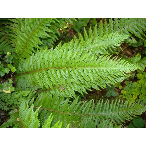 Polystichum aculeatum
