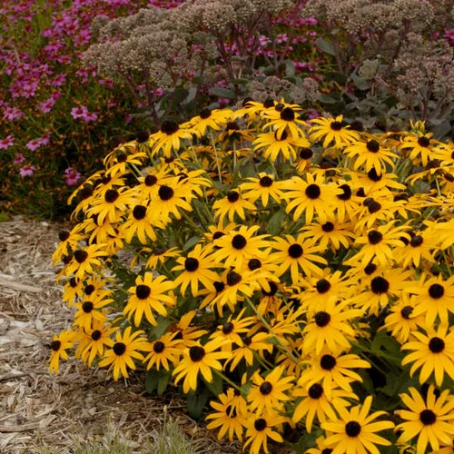 Kúpvirág pompás aranysárga - Rudbeckia fulgida 'City Garden' 20/30cm K14cm