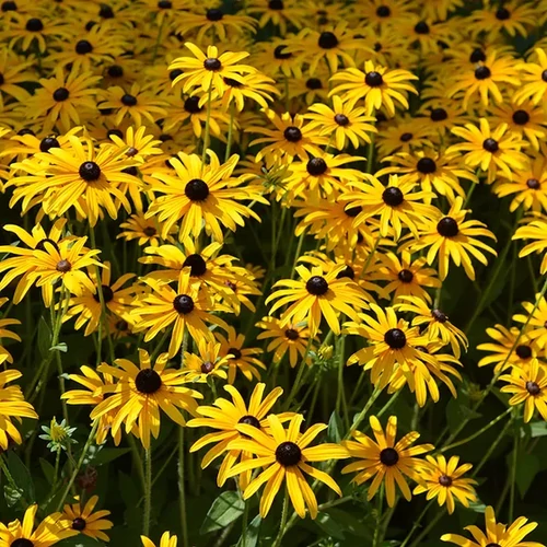 Kúpvirág pompás sárga - Rudbeckia fulgida 'Deamii' 10/20cm K9x9cm