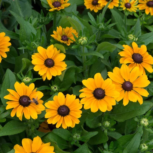Kúpvirág borzas sárga - Rudbeckia hirta 'Toto Gold' 20/30cm K14cm