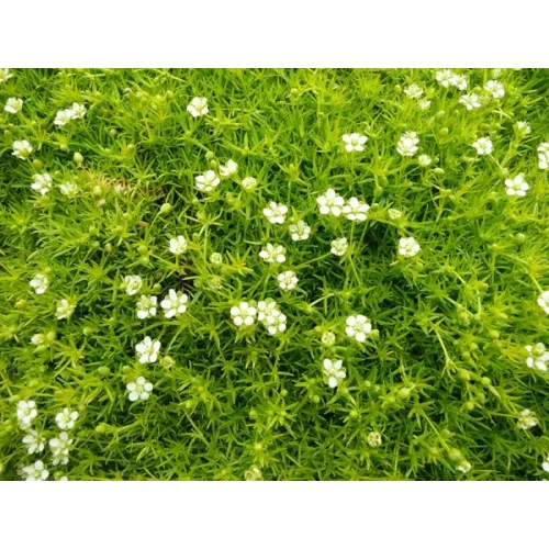 Zöldhúr szálkás - Sagina subulata 'Scotch Moss' 5/10cm K9x9cm