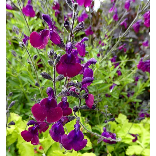 Zsálya bíbor - Salvia 'Nachtvlinder' 20/30cm K14cm