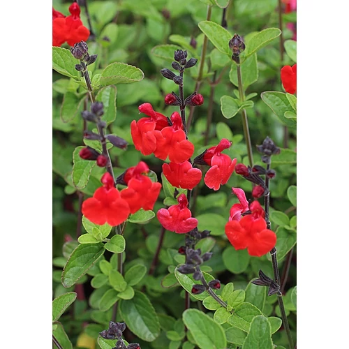 Zsálya őszi vörös - Salvia 'Royal Bumble' 20/30cm K14cm