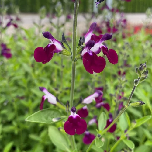 Zsálya őszi lila-fehér-mályva - Salvia greggii 'Amethyst Lips' 20/30cm K14cm