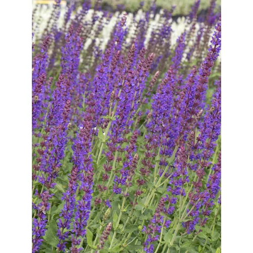 Zsálya ligeti lila - Salvia nemorosa 'Jan Spruyt' 10/20cm K9x9cm