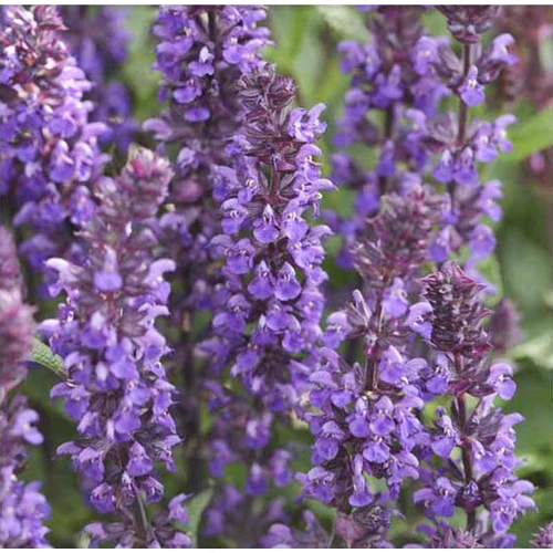 Zsálya ligeti liláskék - Salvia nemorosa 'Navy Blue' 20/30cm K14cm