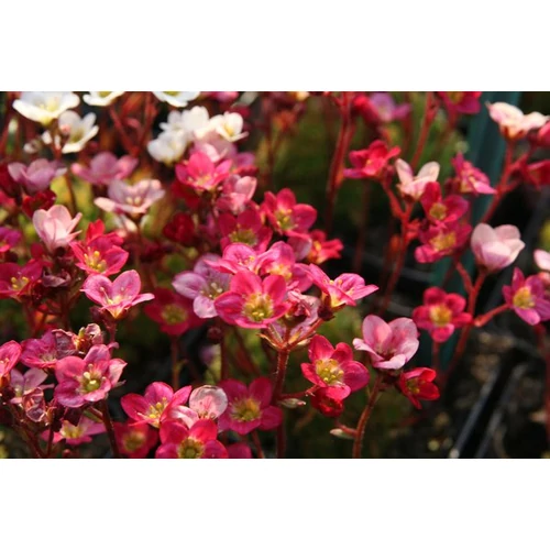 Kőtörőfű rózsaszín - Saxifraga arendsii 'Ingeborg' 5/10cm K9x9cm