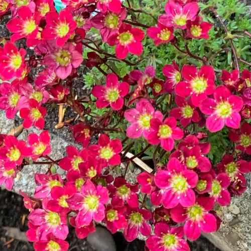 Saxifraga arendsii 'Pixie Pan Red'