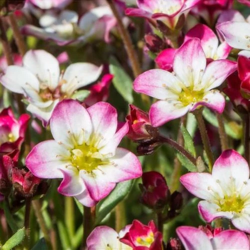 Kőtörőfű rózsaszín-fehér- Saxifraga arendsii 'Marto Picotee Red' 5/10cm K9x9cm