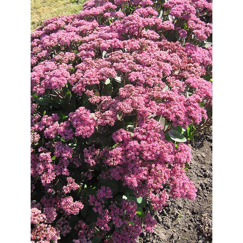 Sedum 'Red Globe'