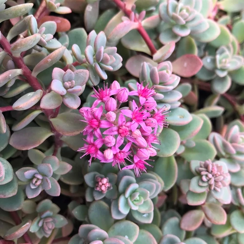 Sedum cyaneum 'Sachalin'