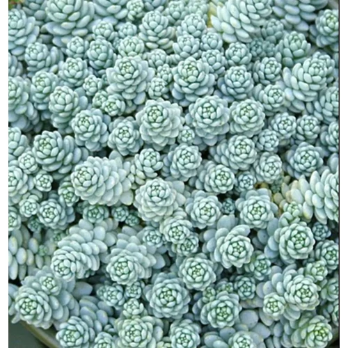 Varjúháj göndör ezüstös - Sedum dasyphyllum 'Silver Rose' 5/10cm K9x9cm