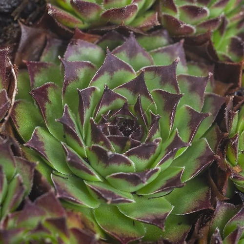 Sempervivum tectorum 'Noir'