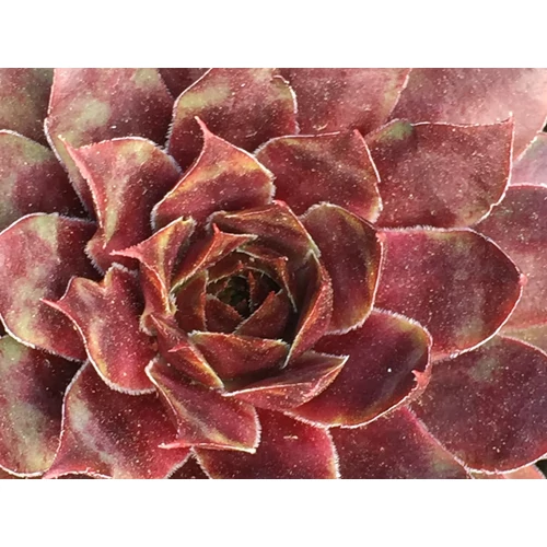 Kövirózsa zöld-bordó lombú - Sempervivum 'Ockerwurtz' 10/20cm K10,5cm