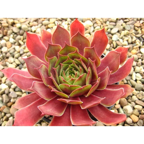 Kövirózsa zöld-vörös lombú - Sempervivum 'Othello' 10/20cm K10,5cm