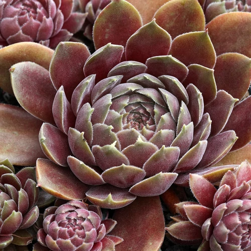 Sempervivum 'Rauer Kulm'