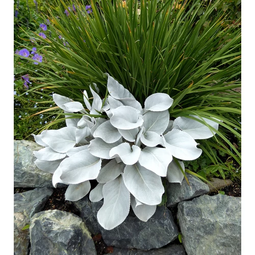 Aggófű ezüstfehér - Senecio candidans 'Angel Wings' 20/40cm K2l