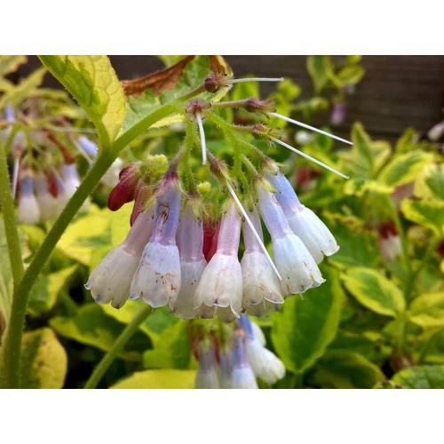 Symphytum grandiflorum 'Goldsmith'
