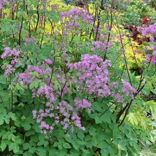 Bórkóró lilás rózsaszín - Thalictrum 'Black Stockings' 20/30cm K14cm