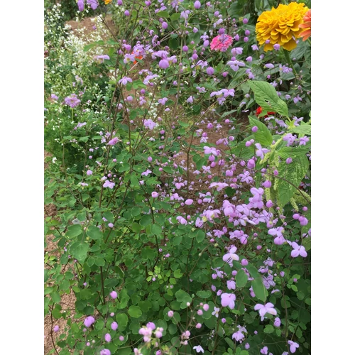 Bórkóró szárnyastermésű lilás rózsaszín - Thalictrum 'Splendide' 20/30cm K14cm