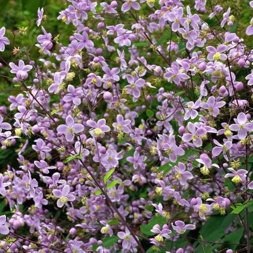 Borkóró mezei - Thalictrum rochebrunianum 20/30cm K14cm