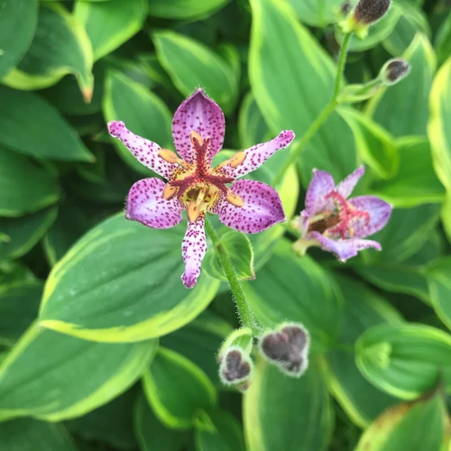 Púpliliom sárga tarka levelű lila pettyes virágú - Tricyrtis formosana 'Autumn Glow' 20/30cm K14cm
