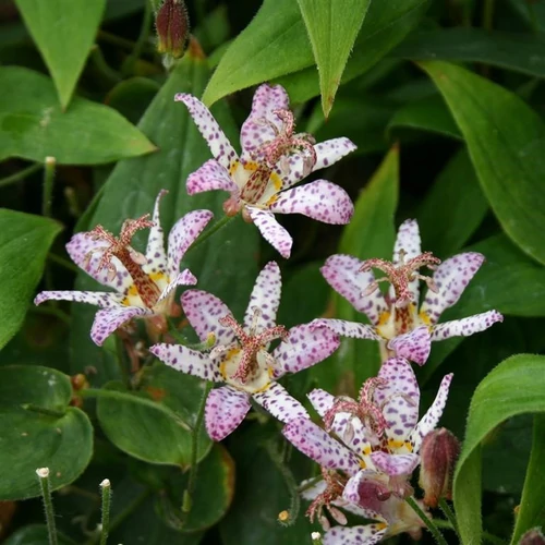 Púpliliom rózsaszín pettyes, tajvani púpliliom - Tricyrtis formosana 'Pink Freckles' 20/30cm K14cm