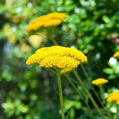 Achillea filipendula 'Cloth of Gold'