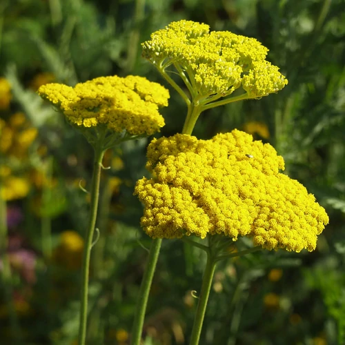 Achillea filipendulina 'Parker's Variety'