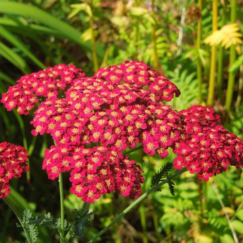 Achillea millefolium 'Desert Eve Red'