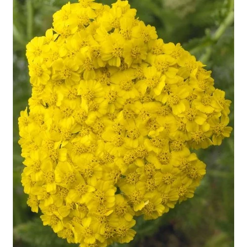 Achillea millefolium 'Desert Eve Yellow'