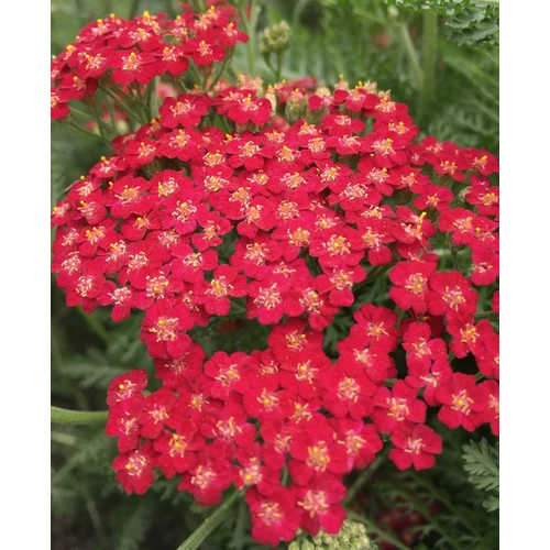 Achillea millefolium 'New Vintage Red'