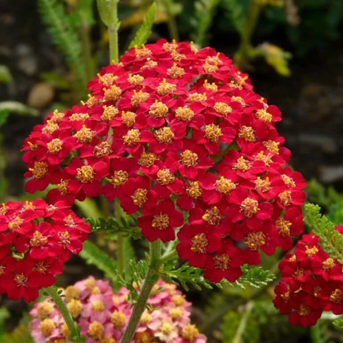 Achillea millefolium 'Paprika'