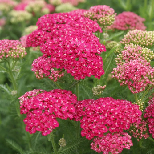 Achillea millefolium 'Saucy Seduction'