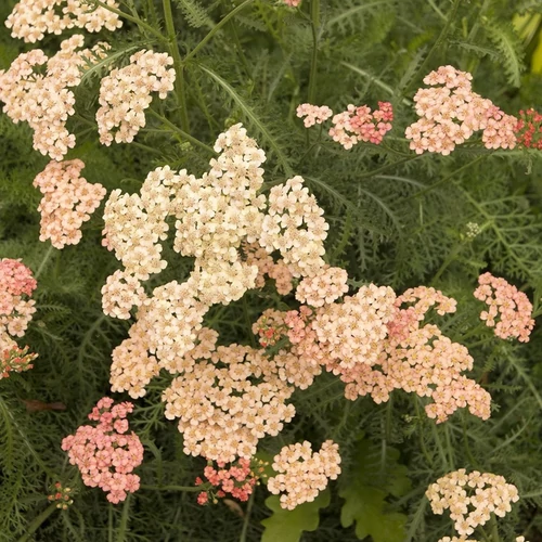 Achillea millefolium 'Tutti Frutti Apricot Delight'