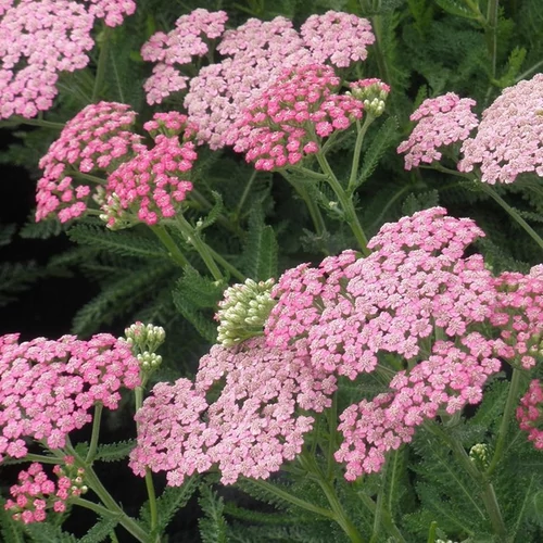 Achillea millefolium 'Tutti Frutti Pink Grapefruit'
